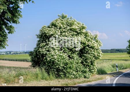 Schwarzer Holunder, Sambucus nigra, Elderberry, Sambucus nigra Foto Stock