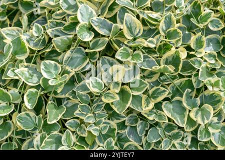 Grosses Immergruen, Vinca Major Variegata, grande perinkle, Vinca Major Variegata Foto Stock