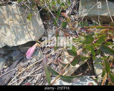 Boodland Beardtongue (Nothochelone nemorosa) Foto Stock