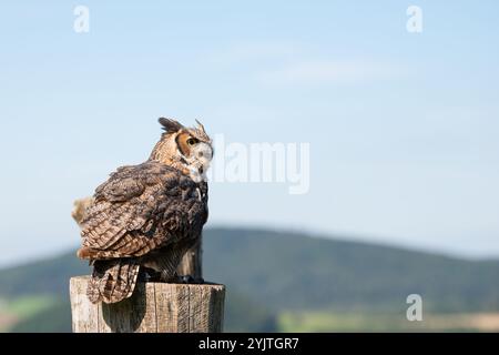 Grande gufo d'aquila corna, fauna selvatica, uccello rapitore su un tronco di albero, habitat, foresta e paesaggio prato Foto Stock