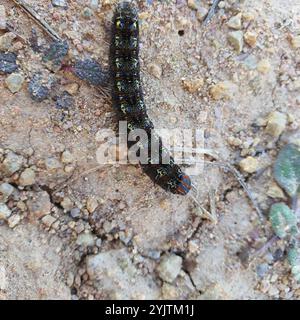 Giorno pascolo Moth (Apina callisto) Foto Stock