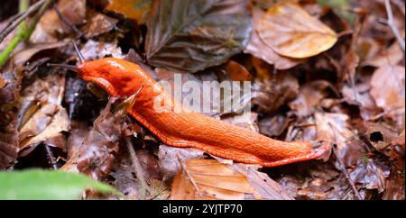 Lumaca rossa spagnola, lumaca di Arion rufus brillante di colore arancione su un terreno forestale in autunno Foto Stock