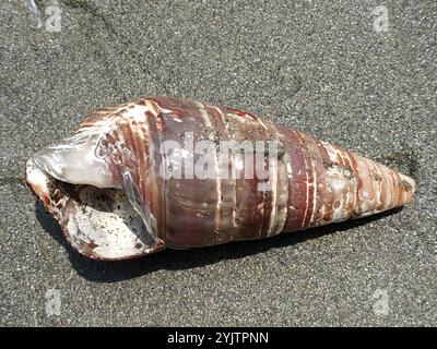 Mangrovie giganti Whelk (Terebralia palustris) Foto Stock