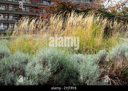 Erbe alte che crescono insieme agli arbusti di lavanda nel Beech Garden nella Barbican Estate nell'autunno di ottobre 2024 City of London UK KATHY DEWITT Foto Stock