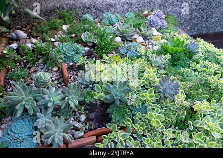 Una collezione di piante succulente sedum sempervivums crassulas che crescono in un grande contenitore nella City di Londra fuori Londra Inghilterra Regno Unito KATHY DEWITT Foto Stock