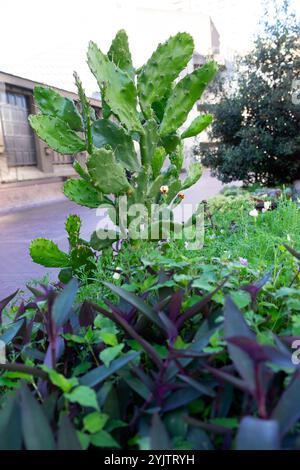 Piantatrice sulla Barbican Estate con cactus perenni e annui papavero californiano, commercio viola che cresce fuori ottobre autunno Regno Unito KATHY DEWITT Foto Stock