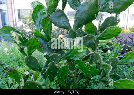 Piantatrice sulla Barbican Estate con cactus perenni e annui papavero californiano, commercio viola che cresce fuori ottobre autunno Regno Unito KATHY DEWITT Foto Stock