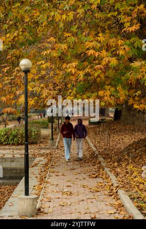 I visitatori possono passeggiare sotto gli aceri all'interno del giardino moghul in una fredda giornata autunnale. L'autunno nel Kashmir, noto anche come Harud, è una stagione vibrante di cambiamenti quando le foglie dell'albero di stato, il chinar, passano dal verde all'ambra e poi a un rosso ardente. La stagione va in genere da settembre a novembre e le temperature vanno da circa 10 °C a 20 °C. Foto Stock