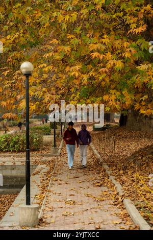 Bijbehara, Jammu e Kashmir, India. 15 novembre 2024. I visitatori possono passeggiare sotto gli aceri all'interno del giardino moghul in una fredda giornata autunnale. L'autunno nel Kashmir, noto anche come Harud, è una stagione vibrante di cambiamenti quando le foglie dell'albero di stato, il chinar, passano dal verde all'ambra e poi a un rosso ardente. La stagione va in genere da settembre a novembre, e le temperature vanno da circa 10Â °C a 20Â °C. (Credit Image: © Idrees Abbas/SOPA Images via ZUMA Press Wire) SOLO PER USO EDITORIALE! Non per USO commerciale! Crediti: ZUMA Press, Inc./Alamy Live News Foto Stock