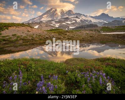 Mount Rainier Wildflowers Reflection Foto Stock