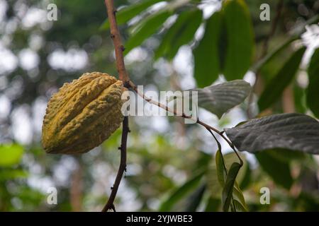 Cacao nel Rainforest Biome, parte del complesso a più serre di Grimshaw Architects presso l'Eden Project in Cornovaglia Foto Stock