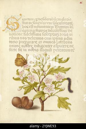 Insetto, Biancospino inglese, Caterpillar e European Filbert; mira calligraphiae monumenta, 1561-1562; illuminazione aggiunta 1591-1596. Informazioni aggiuntive: Negli anni '1500, quando la stampa divenne il metodo più comune per produrre libri, gli intellettuali apprezzarono sempre più l'inventiva degli scribi e le qualità estetiche della scrittura. Dal 1561 al 1562, Georg Bocskay, segretario di corte dell'imperatore del Sacro Romano Impero Ferdinando i, creò questo Model Book of Calligraphy per dimostrare la sua padronanza tecnica dell'immensa gamma di stili di scrittura a lui noti. L'imperatore Rodolfo II in seguito commissionò Joris Hoefnagel Foto Stock
