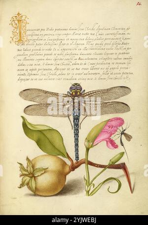 Dragonfly, Pera, garofano e insetto; mira calligraphiae monumenta, 1561-1562; illuminazione aggiunta 1591-1596. Informazioni aggiuntive: Contrastando la simmetria geometrica della libellula al centro della pagina con le forme asimmetriche e curvilinee della pera e del garofano, Joris Hoefnagel ha creato un senso di equilibrio in questa illuminazione. Dalla qualità diafana delle sue ali dai motivi intricati alle texture del suo corpo duro e lucido e delle delicate gambe piume, ha basato la forma della libellula su un'attenta osservazione della natura. Mentre la libellula sembra essere posata Foto Stock
