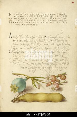 Oppio, cistifellea e fagiolo; mira calligraphiae monumenta, 1561-1562; illuminazione aggiunta 1591-1596. Informazioni aggiuntive: Negli anni '1500, quando la stampa divenne il metodo più comune per produrre libri, gli intellettuali apprezzarono sempre più l'inventiva degli scribi e le qualità estetiche della scrittura. Dal 1561 al 1562, Georg Bocskay, segretario di corte dell'imperatore del Sacro Romano Impero Ferdinando i, creò questo Model Book of Calligraphy per dimostrare la sua padronanza tecnica dell'immensa gamma di stili di scrittura a lui noti. L'imperatore Rodolfo II in seguito commissionò a Joris Hoefnagel di illuminare B. Foto Stock