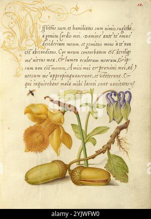 Insetto, Daffodil, colonna europea e corone di quercia inglese; mira calligraphiae monumenta, 1561-1562; illuminazione aggiunta 1591-1596. Informazioni aggiuntive: Negli anni '1500, quando la stampa divenne il metodo più comune per produrre libri, gli intellettuali apprezzarono sempre più l'inventiva degli scribi e le qualità estetiche della scrittura. Dal 1561 al 1562, Georg Bocskay, segretario di corte dell'imperatore del Sacro Romano Impero Ferdinando i, creò questo Model Book of Calligraphy per dimostrare la sua padronanza tecnica dell'immensa gamma di stili di scrittura a lui noti. L'imperatore Rodolfo II in seguito commissionò Joris Hoefnagel Foto Stock