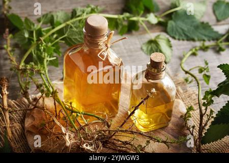 Due bottiglie di tintura alle erbe con radice di ortica pungente e rizoma freschi raccolti in autunno Foto Stock