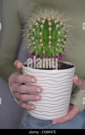 Pianta di cactus in un vaso bianco ondulato in mani di donna, sfondo grigio chiaro Foto Stock