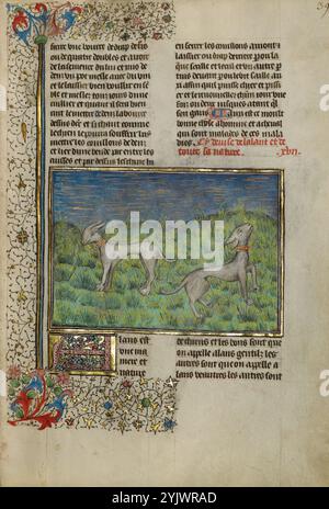 Cani da caccia; Livre de la Chasse, circa 1430-1440. Libro medievale sulla caccia. Foto Stock