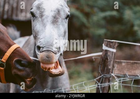 Cavalli che ridono mostrando i denti. Ritratto di un cavallo grigio bianco pallido e castagno. Foto Stock