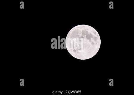 Augusta, Baviera, Germania - 15 novembre 2024: La superluna di novembre. La luna appare più grande e luminosa nel cielo notturno a causa della sua vicinanza alla Terra *** Der Supermond im November. Der Mond erscheint größer und heller am Nachthimmel con sciabica dura Nähe zur Erde Foto Stock