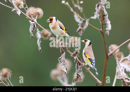 European goldfinch Carduelis carduelis, 2 adulti arroccati sulla darsena, Suffolk, Inghilterra, novembre Foto Stock