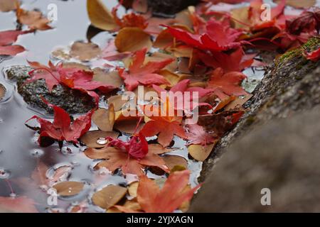 Foglie appoggiate sulla sommità dell'acqua e delle rocce Foto Stock