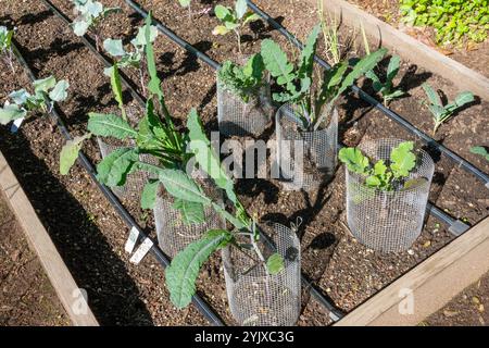 Issaquah, Washington, Stati Uniti. Inizia il giardino autunnale, tra cui scintillanti Blue Kale, Lacinato Rainbow Kale, Red Fire Broccoli e Purple Moon Cauliflower. Foto Stock