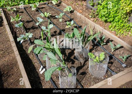 Issaquah, Washington, Stati Uniti. Inizia il giardino autunnale, tra cui scintillanti Blue Kale, Lacinato Rainbow Kale, Red Fire Broccoli e Purple Moon Cauliflower. Foto Stock