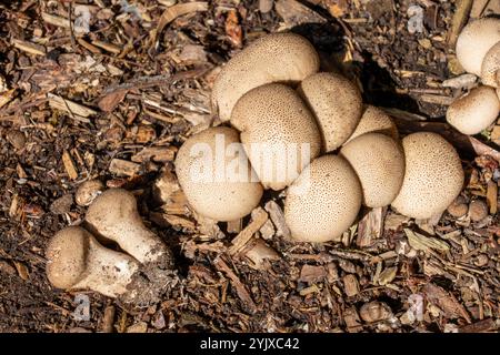 Issaquah, Washington, Stati Uniti. Polpette a forma di pera (Morganella pyriformis) che crescono in un letto rialzato di fragole Foto Stock