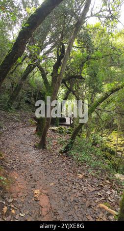 Foresta mistica sul sentiero del Rio de Mouros a Condeixa, Coimbra, Portogallo. si snoda tra querce ricoperte di muschio e fitto sottobosco, creando un'incisione Foto Stock