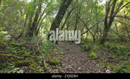 Foresta mistica sul sentiero del Rio de Mouros a Condeixa, Coimbra, Portogallo. si snoda tra querce ricoperte di muschio e fitto sottobosco, creando un'incisione Foto Stock