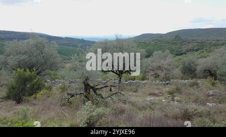 Tronco di alberi ricoperto di muschio in un paesaggio aspro con ulivi sparsi, terreno roccioso e colline lontane sotto un cielo coperto. Condeixa - Portogallo. Foto Stock