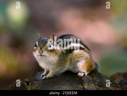 Un primo piano di un chipmunk arroccato su un tronco di albero nella foresta Foto Stock