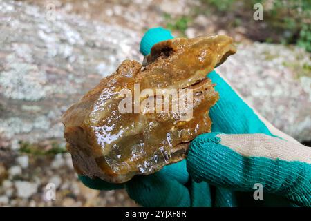 Campione bagnato di calcedonia in mano, ricerca di pietre e minerali, deposito Russia Foto Stock