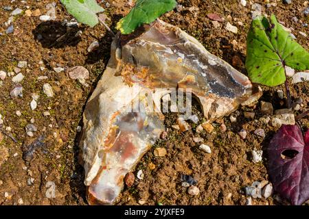 Selce a fantasia dipinte in diversi colori giacenti nel terreno, alla ricerca di belle pietre. Russia Foto Stock