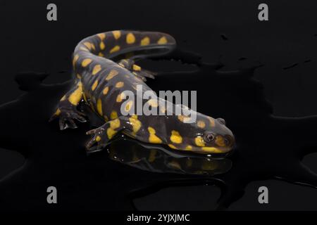 Salamandra di tigre (Ambystoma tigrinum) Foto Stock