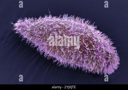 Paramecium protozoan. Micrografia elettronica a scansione colorata (SEM) di un protozoo di Paramecium ciliate. Le specie di Paracmecium sono protozoi ciliati unicellulari, comunemente studiati come rappresentanti del gruppo ciliato Ciliophora. Sono diffuse in ambienti acquatici, tra cui: Acque dolci, salmastre e ambienti marini. Sono spesso abbondanti in bacini e stagni stagnanti. Alcune specie sono prontamente coltivate in laboratorio e quindi sono ampiamente utilizzate in aule e laboratori per studiare i processi biologici unicellulari. Ingrandimento: X600 se stampato a 10 cm di larghezza. Foto Stock