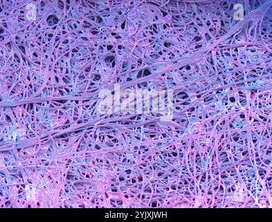 I fili di seta di Spider. Micrografia elettronica a scansione colorata (SEM) di fili di seta provenienti da insetti preda intrappolati. La seta viene utilizzata anche da molti ragni per creare le custodie per uova. La seta di Spider è fatta di un polimero proteico chiamato fibroina. È molto elastico e può essere allungato per il 30-40% della sua lunghezza prima che si rompa. Ingrandimento: X1000 se stampato largo 10 cm. Foto Stock