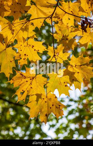 Foglie d'acero giallo dorato illuminate dalla luce soffusa del sole in autunno a Charles River Peninsula, Needham, Massachusetts, che mostrano la bellezza autunnale del New England. Foto Stock