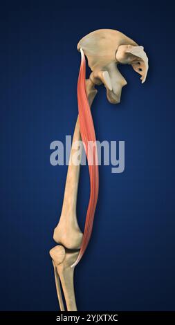 Muscolo Sartorius evidenziato con arto inferiore Foto Stock