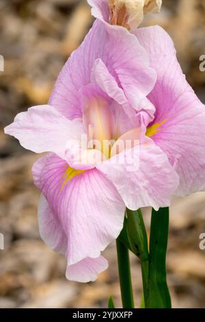 Fiore d'Iris rosa, Iris d'acqua giapponese fiore rosa Iris ensata "Sakura Komachi" Foto Stock