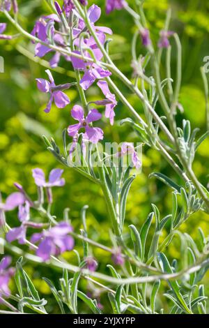 Matthiola sinuata, stock di mare, fiori composti da quattro petali lilla pallido Foto Stock