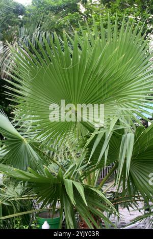 Primo piano della venazione delle foglie nelle palme da ventaglio cinesi (Livistona chinensis). Foto Stock