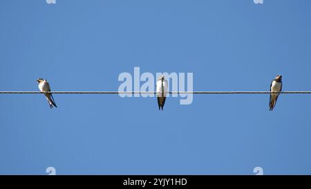 Fienile inghiottito arroccato su un cavo sotto un cielo azzurro limpido, crogiolandosi al sole Foto Stock