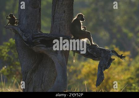 Baboon giallo (Papio cynocephalus) retroilluminato in un albero nel Parco Nazionale Luangwa meridionale, Zambia Foto Stock