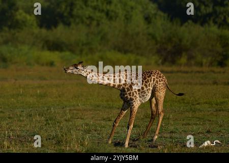 Giraffa di Thornicroft (Giraffa camelopardalis thornicrofti) che beve nel South Luangwa National Park, Zambia Foto Stock