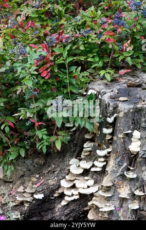 Scaffale di funghi Bracket che cresce su sfondo Old Stump Mahonia aquifolium Foto Stock