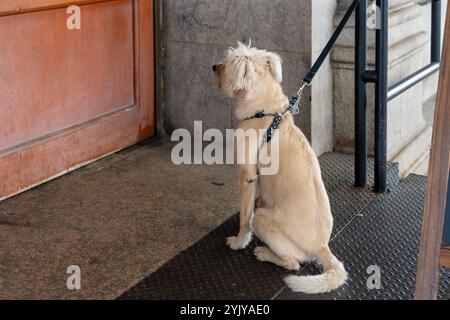 Un cane con un guinzaglio seduto pazientemente davanti alla porta fuori da un bar in una città in attesa che il suo proprietario ritorni. Foto Stock