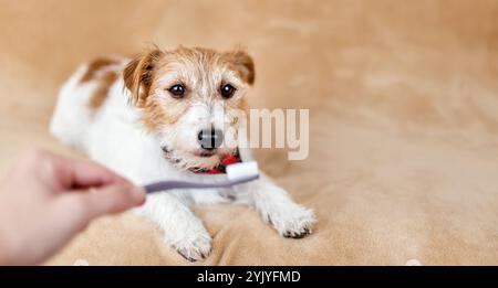 La mano tiene uno spazzolino davanti alla bocca del cane sano prima di spazzolare i denti. Banner o sfondo per la cura dentale degli animali domestici. Foto Stock