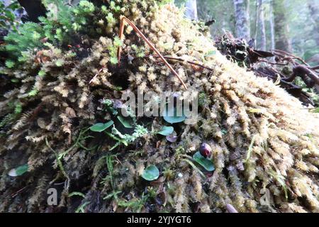 Casco-orchidea venata (Corybas diemenicus) Foto Stock